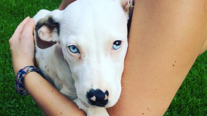 Global Wellness Day Dog Activities at Four Seasons