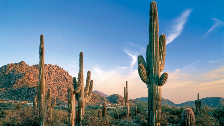 Scottsdale Desert