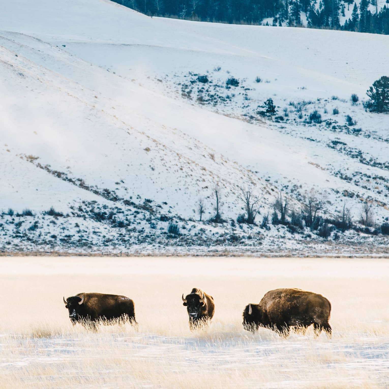 Three buffalos roam a snowy field