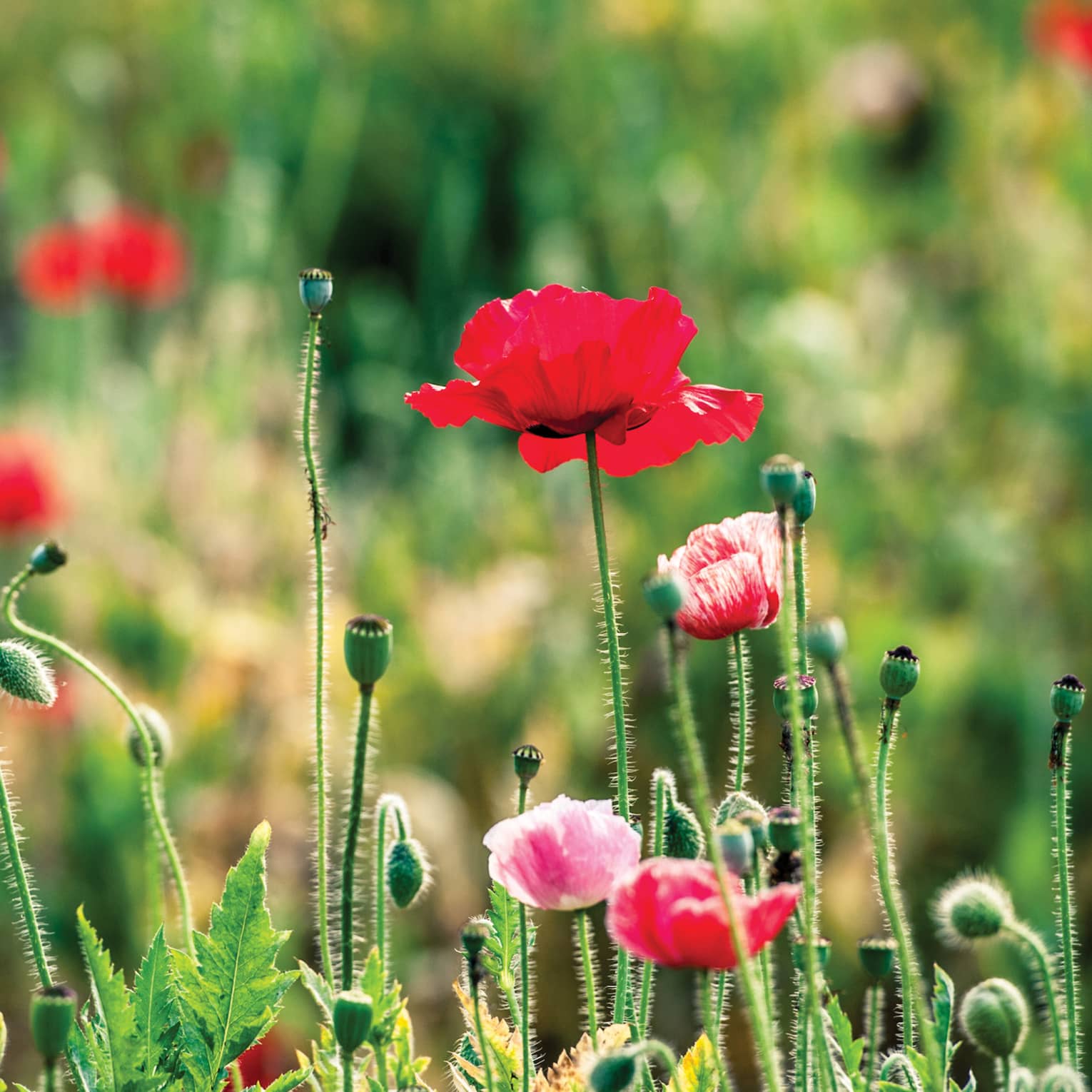 Close-up of field of red poppies