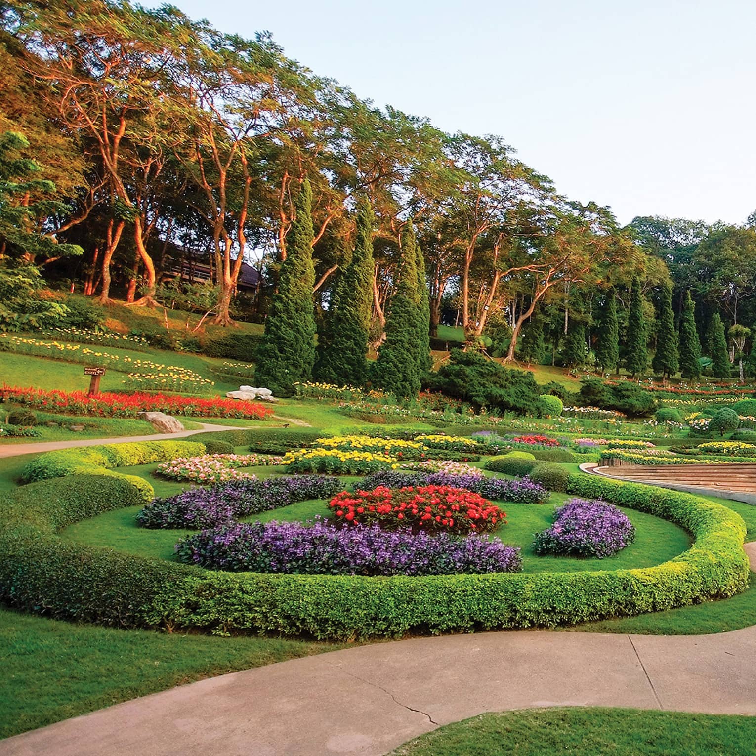 Landscape of Tea Field with fog in morning in Chiang Rai, Thailand