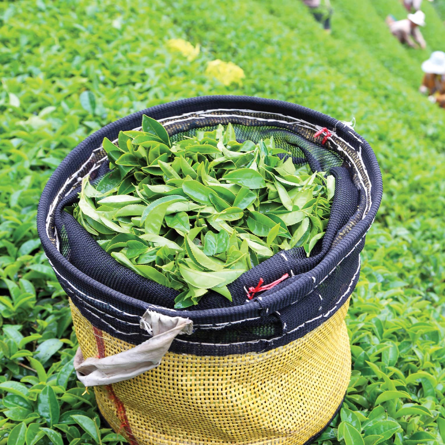 A basket filled with freshly picked tea leaves sits in a lush green tea plantation, with workers picking leaves in the background, creating a vibrant and lively scene.