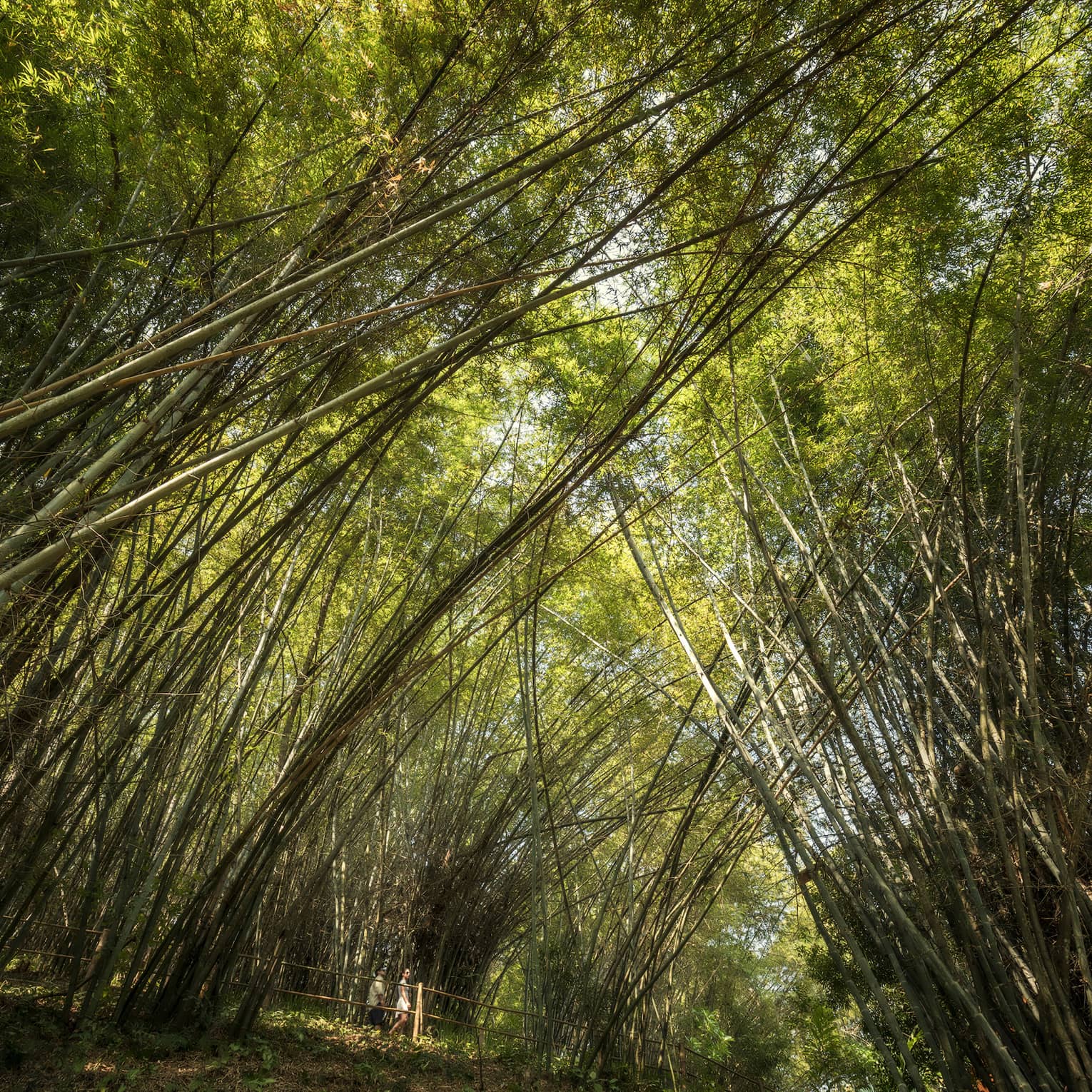 Two people walk under tall bamboo tree canopy in forest