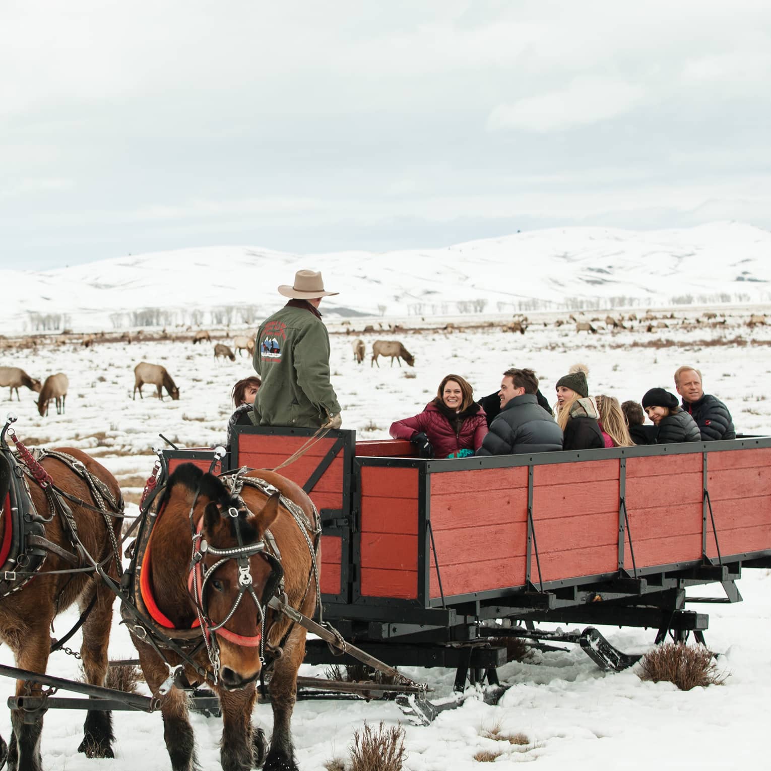Group of friends in large red sleigh pulled by two horses, elk grazing on snow in background