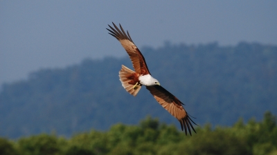 Eagle at Kilim Karst Geoforest Park at Langkawi