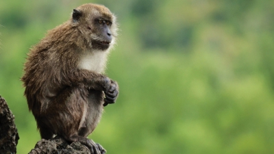 Monkey at Kilim Karst Geoforest Park at Langkawi