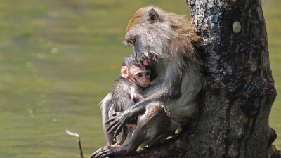 Monkeys at Kilim Karst Geoforest Park at Langkawi