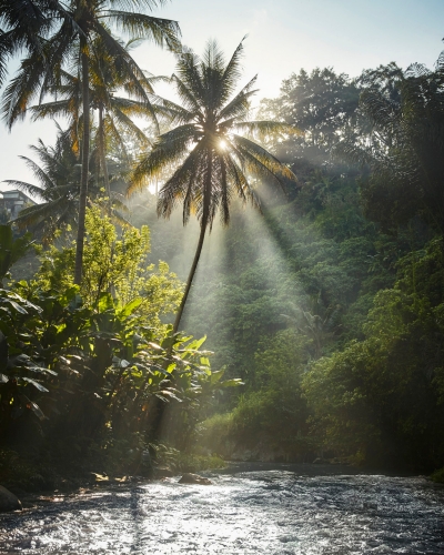 Bali Palm Trees