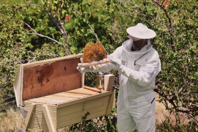 Bee Keeper