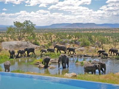 watering hole
