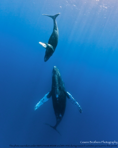 Baby whale in flight
