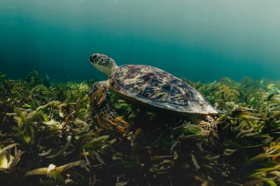 Destination - Wildlife - Tortoise