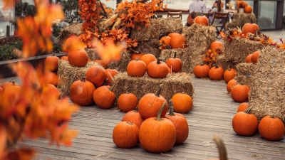 Pumpkin patch