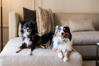 Pets at Four Seasons